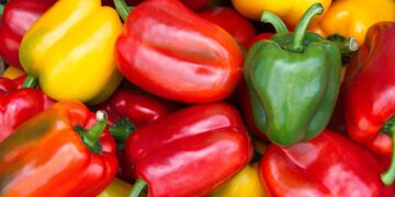 Kada sėti paprikas 2026 metais