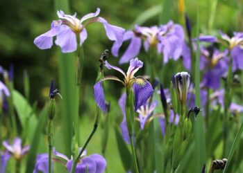 Pirmos pavasario gėlės jūsų kieme – ką sodinti ankstyvam žydėjimui