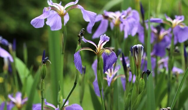 Pirmos pavasario gėlės jūsų kieme – ką sodinti ankstyvam žydėjimui