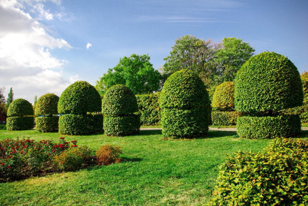 Kaip paruošti dirvą žydinčiai gyvatvorei?
