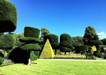 Žydinti gyvatvorė: kaip sodinti žydinčius krūmus, paruošti dirvą ir užtikrinti tinkamą priežiūrą