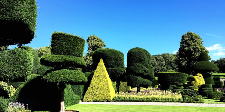 Žydinti gyvatvorė: kaip sodinti žydinčius krūmus, paruošti dirvą ir užtikrinti tinkamą priežiūrą