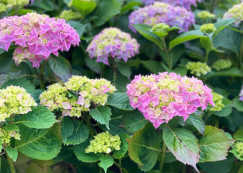 Žydintys krūmai, kurie sode sukuria spalvų gausą visam sezonui