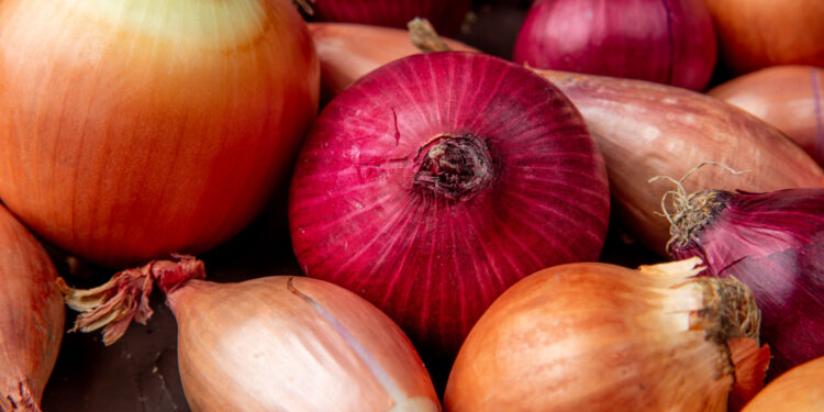 Kada sėti svogūnus 2026 metais