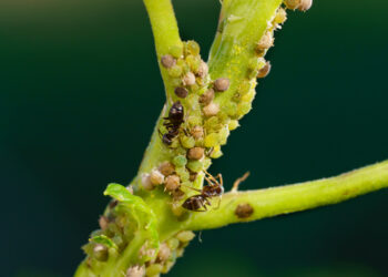 Amarai ant kambarinių gėlių: kaip veiksmingai išnaikinti amarus namų sąlygomis