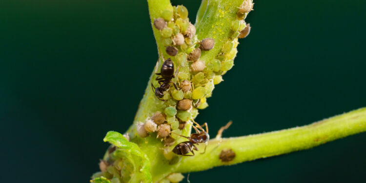 Amarai ant kambarinių gėlių: kaip veiksmingai išnaikinti amarus namų sąlygomis