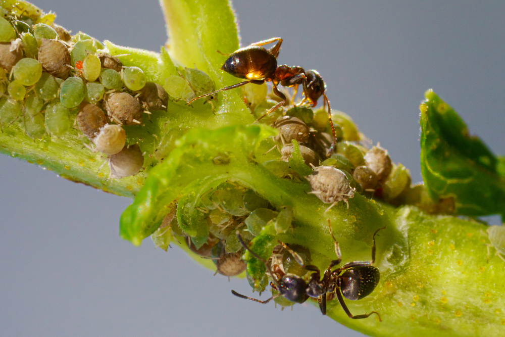 Kada ir kaip naudoti insekticidus kambarinėms gėlėms