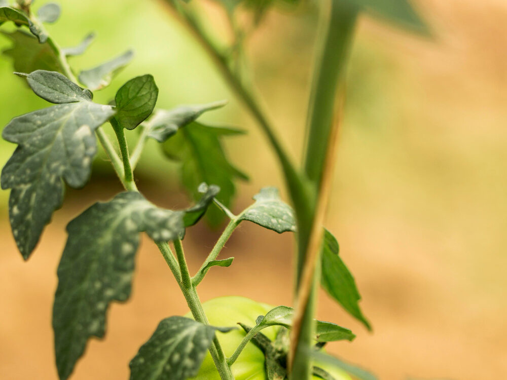Kaip atpažinti amarus pomidoruose