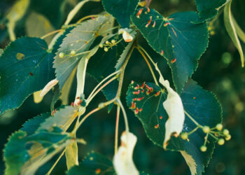 Amarai ant pomidorų ir agurkų: kuo purkšti augalus ir koks insekticidas nuo amarų veiksmingiausias