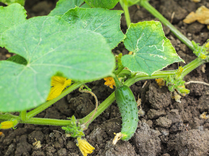 Ar chemija tikrai reikalinga? Kada be jos neapsieisi
