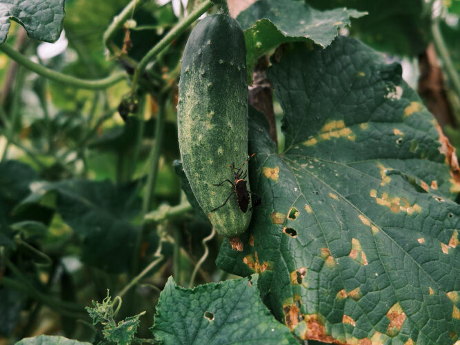 Kaip atpažinti amarus agurkuose