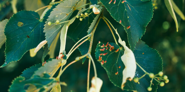 Amarai ant pomidorų ir agurkų: kuo purkšti augalus ir koks insekticidas nuo amarų veiksmingiausias