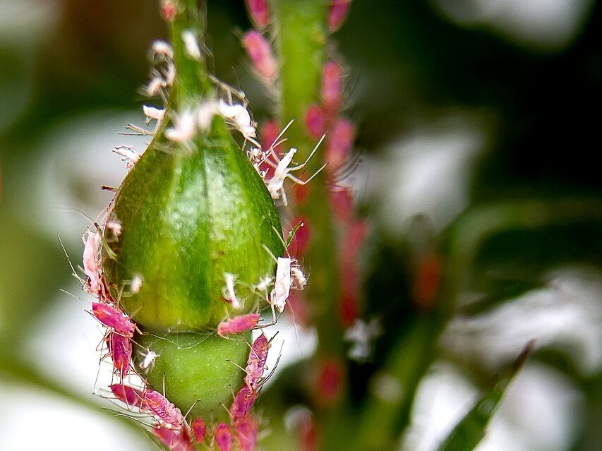 Amarų naikinimo privalumai ir trūkumai