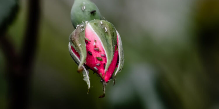 Amarai ant rožių ir kitų augalų: kaip atpažinti amarus ir veiksmingai juos naikinti