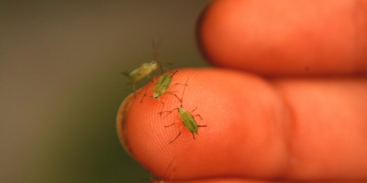 Amarų naikinimas namų priemonėmis