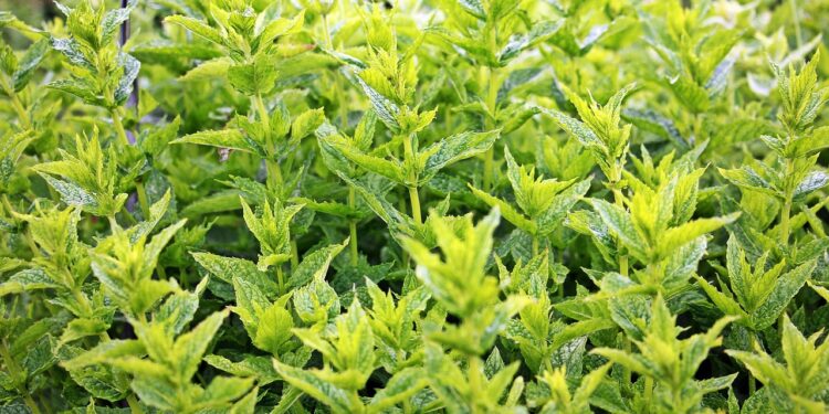 Aromatinės mėtos: šokoladinė, citrininė, braškinė ir kitos