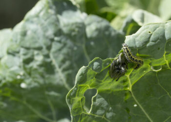 Baltukai darže: kaip atpažinti ir apsaugoti augalus nuo vikšrų