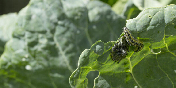 Baltukai darže: kaip atpažinti ir apsaugoti augalus nuo vikšrų