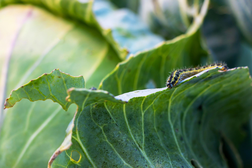 Kaip atpažinti kopūstinius baltukus
