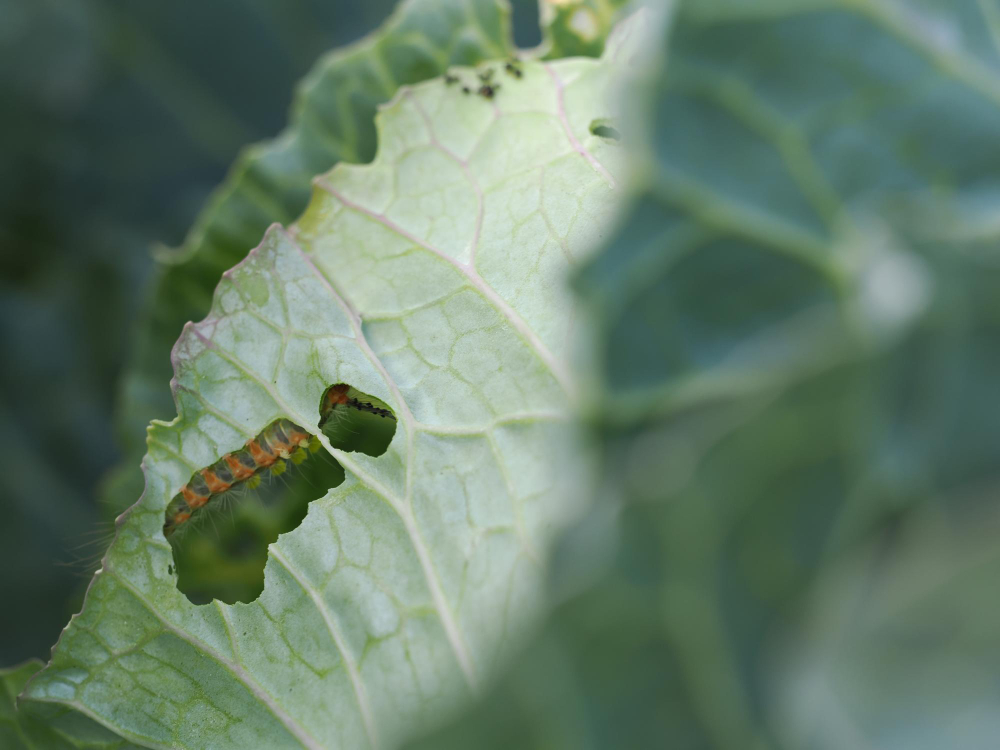 Kaip suprasti, kad augalus jau puola baltukų vikšrai