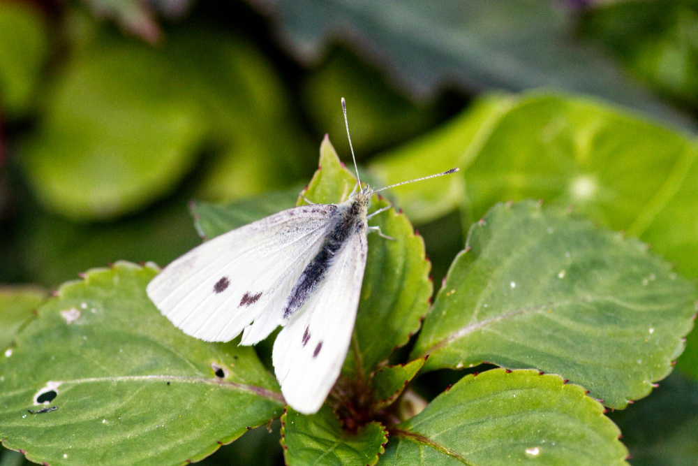 Kada ir kaip naudoti apsauginius tinklus nuo baltukų