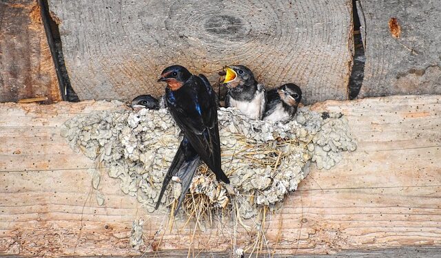 Kaip atbaidyti kregždes nuo namo, balkono ar pastogės