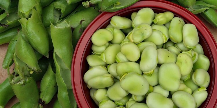 Kada sėti pupas 2026 metais: kaip pataikyti į tinkamą laiką be rizikos