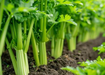 Kada sėti salierus 2026 metais