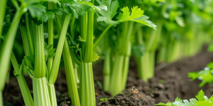 Kada sėti salierus 2026 metais