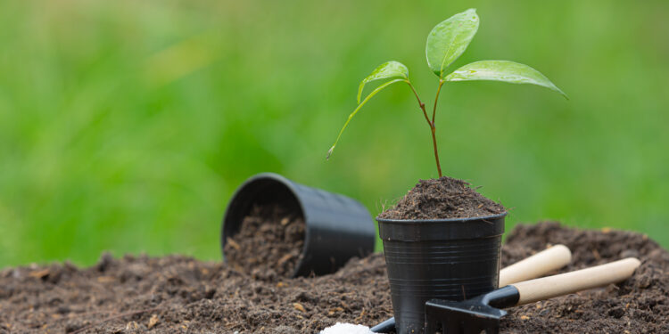 Ką sodinti rugsėjo mėnesį 2026?