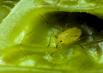 Balti amarai ant trešnių ir serbentų: kaip atpažinti skirtingus amarus ir veiksmingai juos naikinti