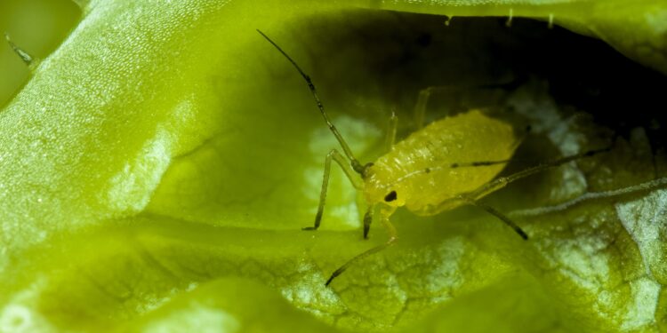 Balti amarai ant trešnių ir serbentų: kaip atpažinti skirtingus amarus ir veiksmingai juos naikinti