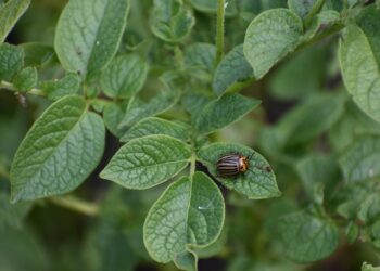 Bulvių apsauga nuo kolorado vabalų