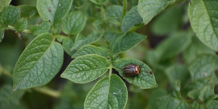 Bulvių apsauga nuo kolorado vabalų