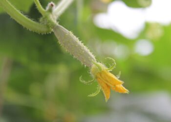 Labai ankstyvos agurkų veislės: TOP 10 pasirinkimai