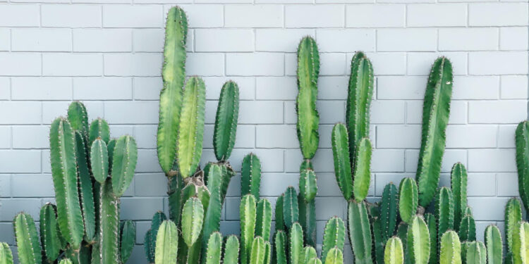 Dideli kaktusai namuose: ar įmanoma juos auginti ir kaip prižiūrėti