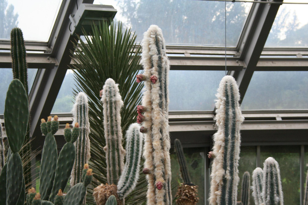 Kur namuose statyti didelį kaktusą: šviesa, temperatūra ir oro sąlygos