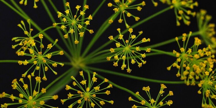 Kada sėti krapus 2026 metais: kaip turėti šviežių krapų visą sezoną