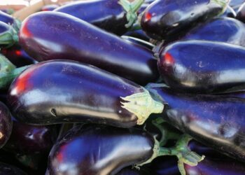 Kada sėti baklažanus 2026 metais