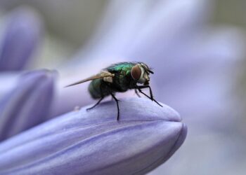 Kaip atbaidyti muses namuose, terasoje ar kieme ir sumažinti jų keliamą diskomfortą šiltuoju metų laiku