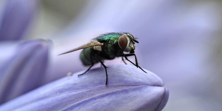 Kaip atbaidyti muses namuose, terasoje ar kieme ir sumažinti jų keliamą diskomfortą šiltuoju metų laiku