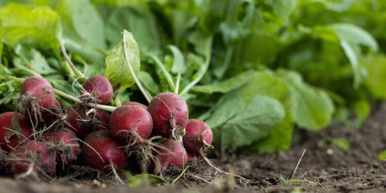 Kada sėti ridikėlius 2026 metais