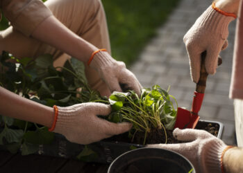 Ką sodinti birželio mėnesį 2026 metais