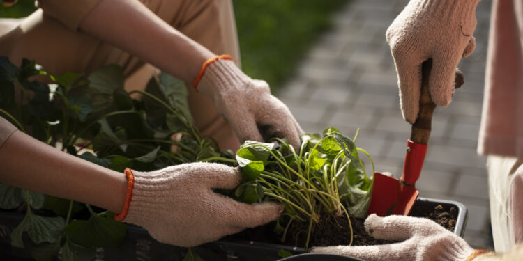Ką sodinti birželio mėnesį 2026 metais