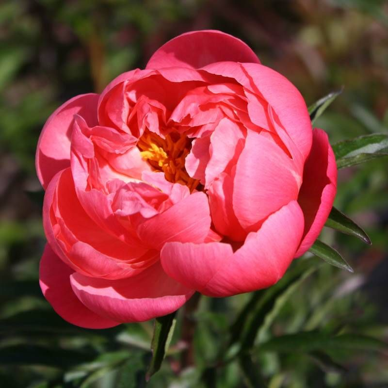 Visos bijūnų rūšys: kuo jos skiriasi ir kurias rinktis