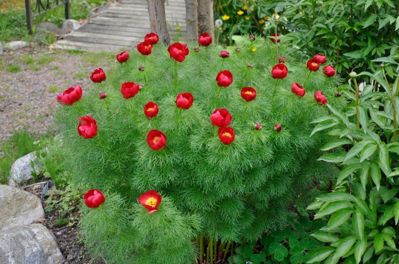 Visos bijūnų rūšys: kuo jos skiriasi ir kurias rinktis