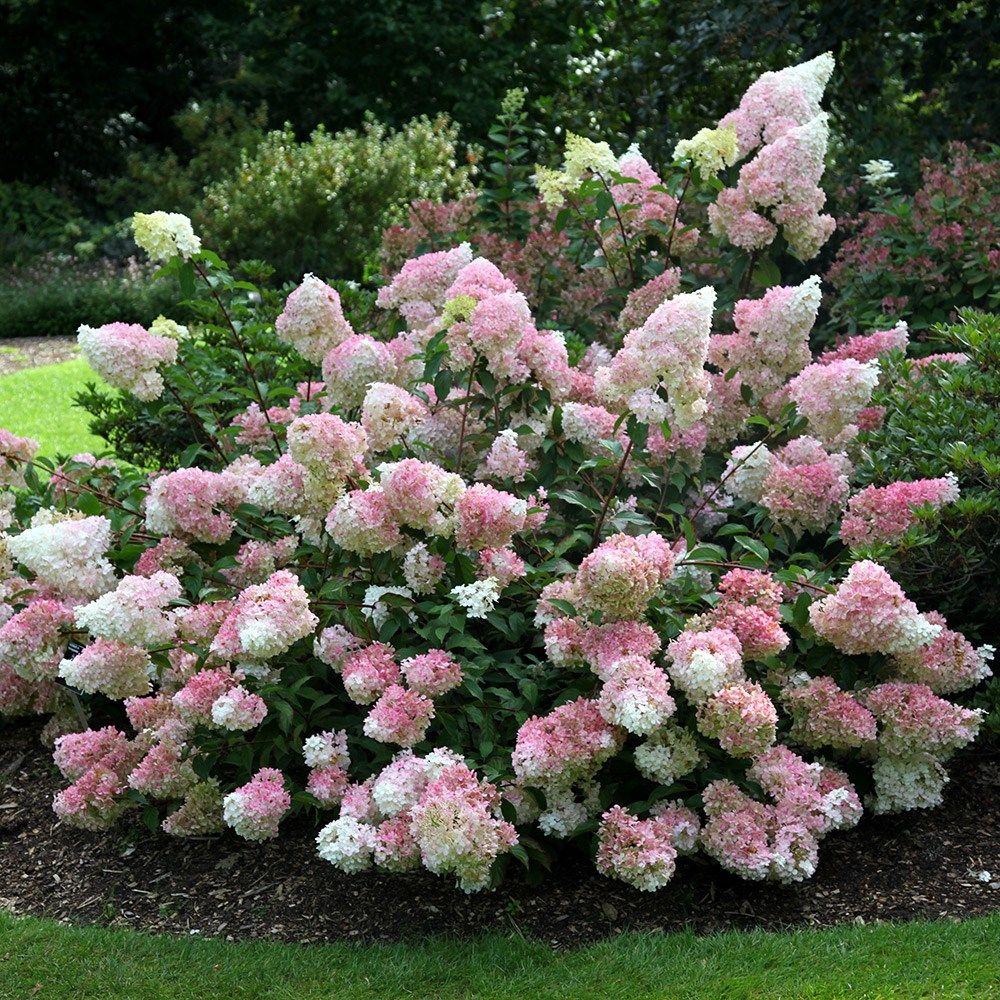 Hortenzija „Samarskaja Lidija“ – auginimas, priežiūra ir žydėjimo ypatumai