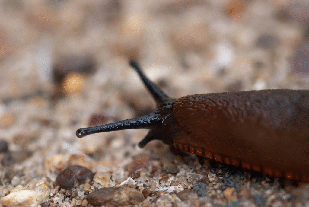 Šliužų kontrolė darže