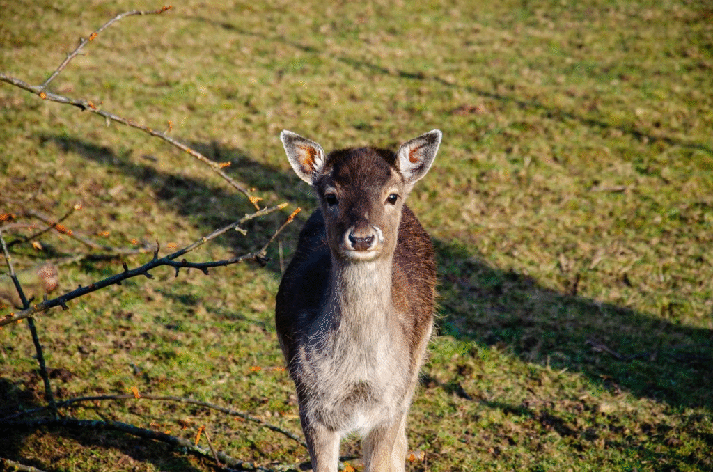 Kaip atbaidyti stirnas iš sodo, daržo ar sodybos teritorijos nekenkiant gyvūnams