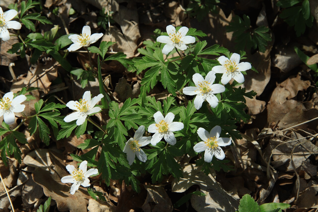 Laukinės pavasario gėlės Lietuvoje: pavadinimai ir nuotraukos